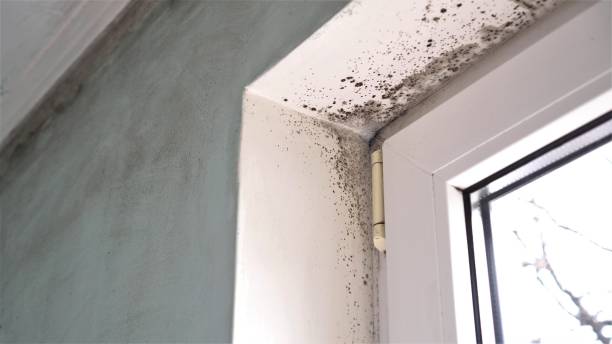 Best Black Mold Removal  in Altoona, WI