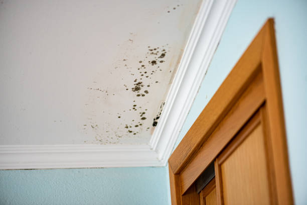 Best Toxic Mold Removal  in Altoona, WI