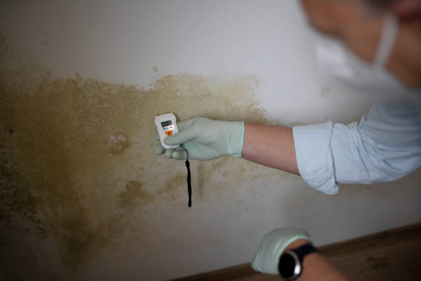 Best Mold Removal Process  in Altoona, WI