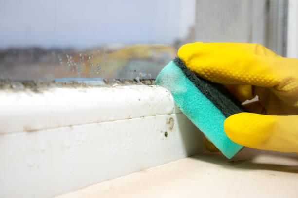 Best Toxic Mold Removal  in Altoona, WI