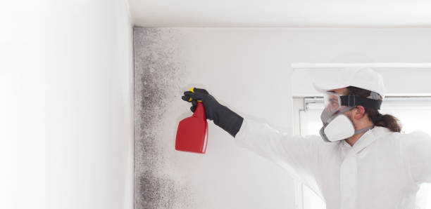 Best Mold Damage Repair  in Altoona, WI