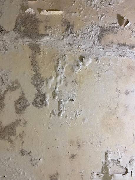 Best Office Mold Removal Services  in Altoona, WI