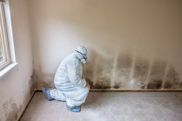 Best Attic Mold Removal  in Altoona, WI