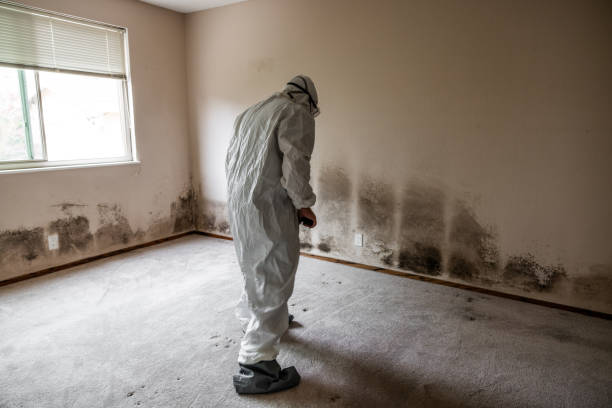 Best Mold Remediation  in Altoona, WI