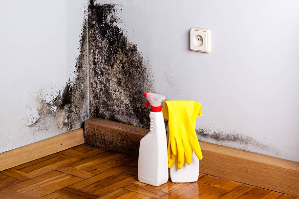 Best Fast Mold Removal  in Altoona, WI