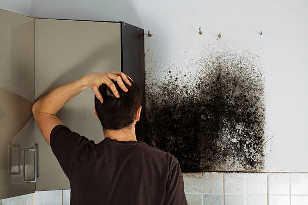 Best Mold Removal Process  in Altoona, WI