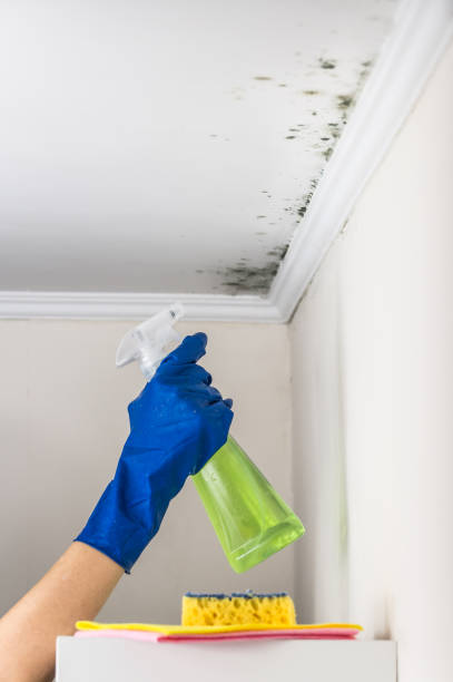 Best Professional Mold Removal  in Altoona, WI