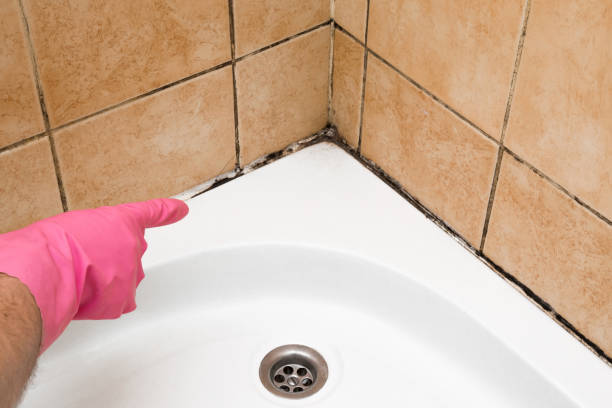 Best Local Mold Removal Service  in Altoona, WI